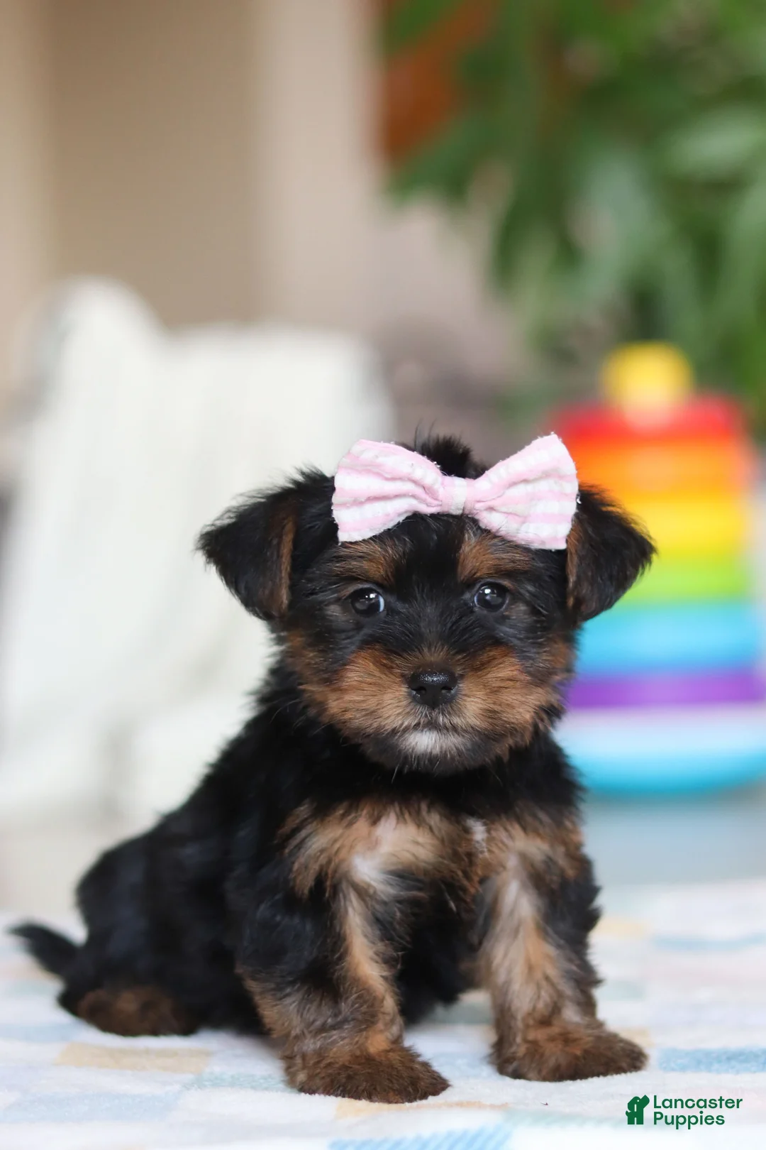 Morkie dogs for sale: Jazzie - Ad 6