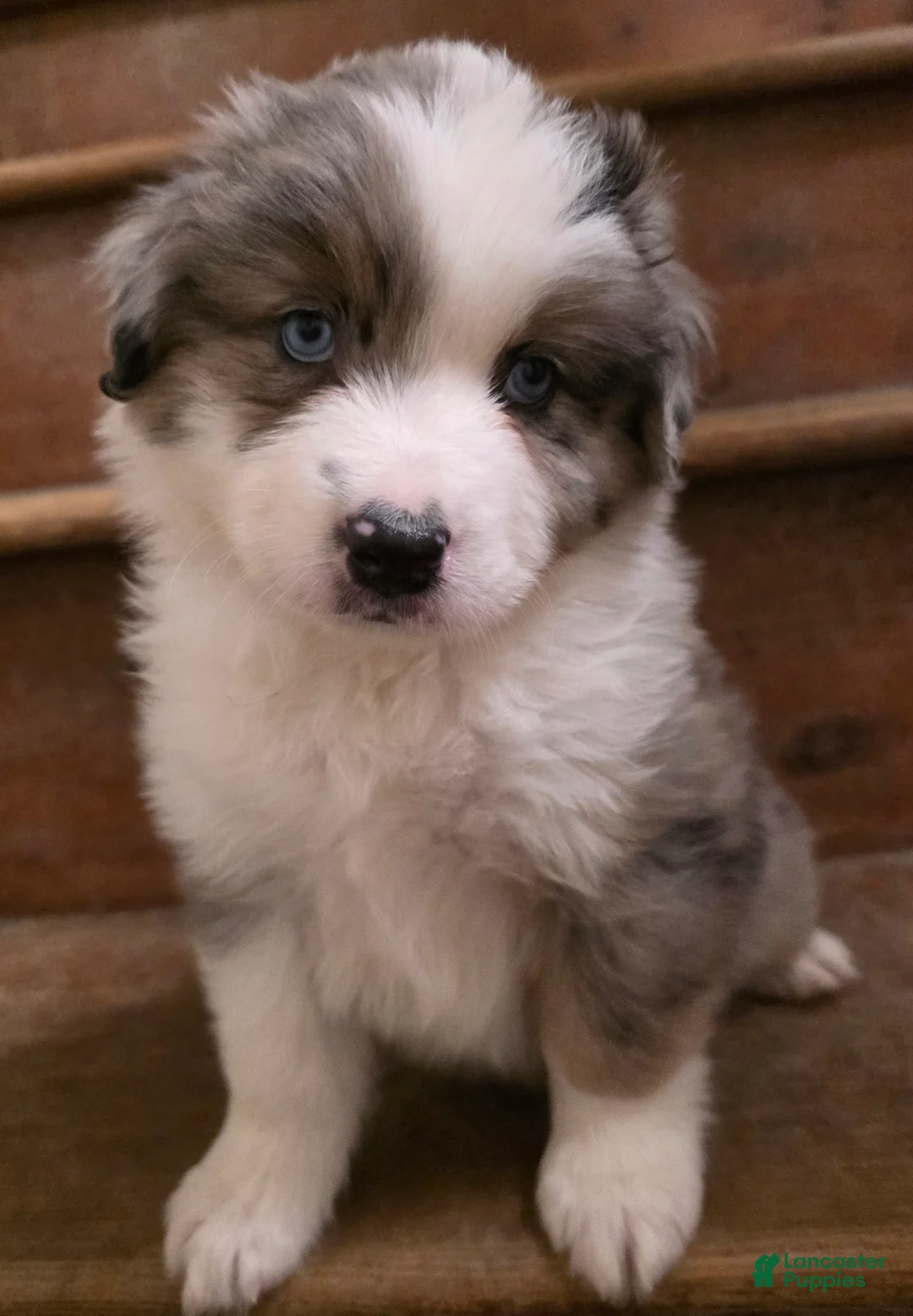 Miniature Australian Shepherd dogs for sale: Trevor - Ad 2