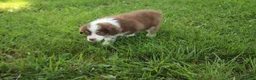 Australian Shepherd dogs for sale: Sasha - Ad 2