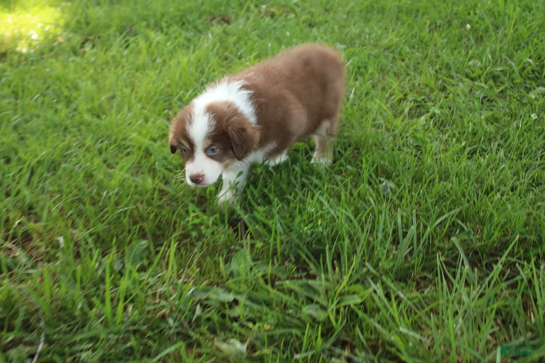 Australian Shepherd dogs for sale: Sasha - Ad 2