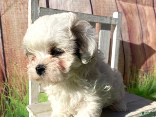 Shihpoo dogs - Ad 22