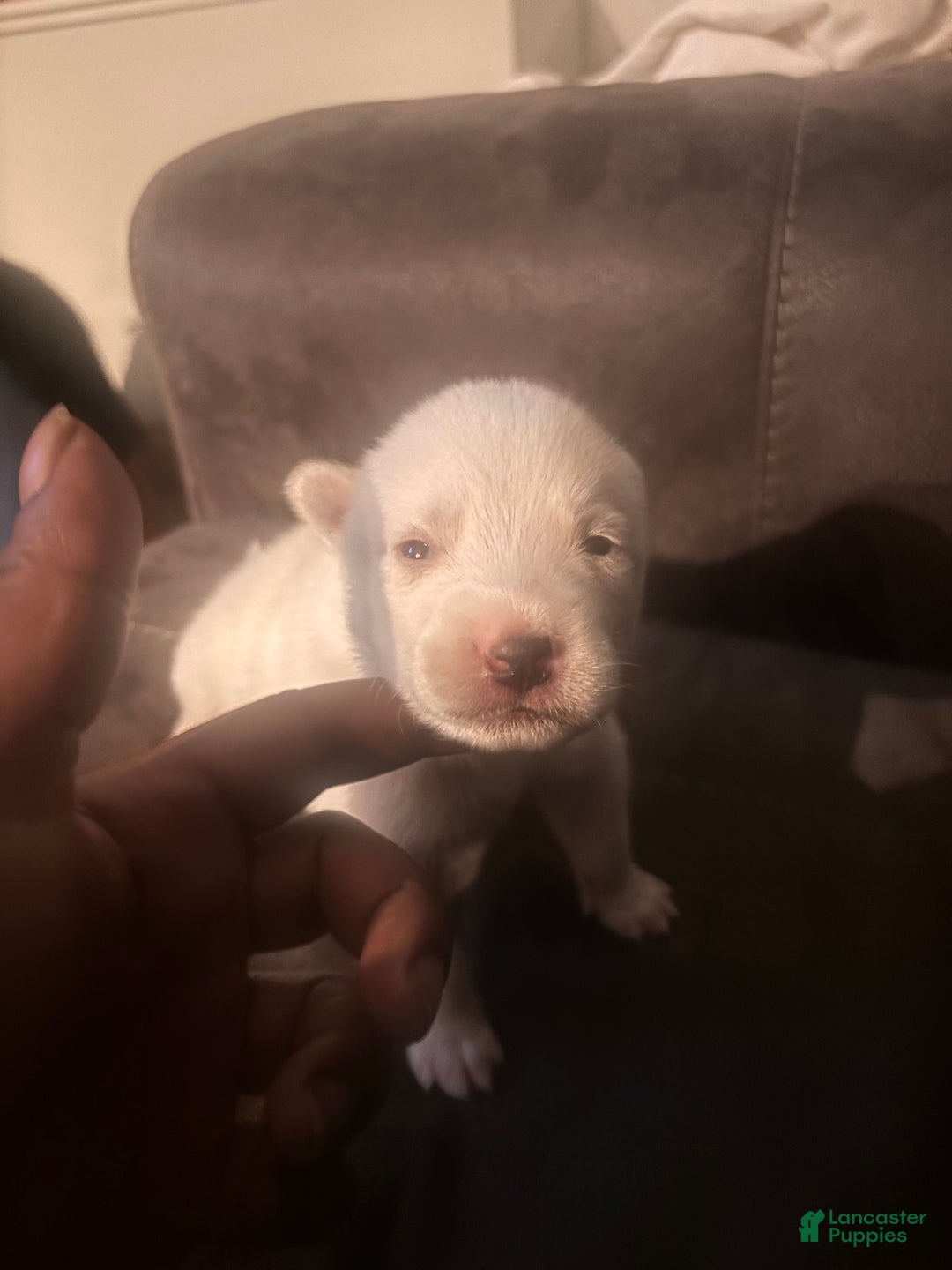 Pomsky dogs for sale: Biscuits  - Ad 20