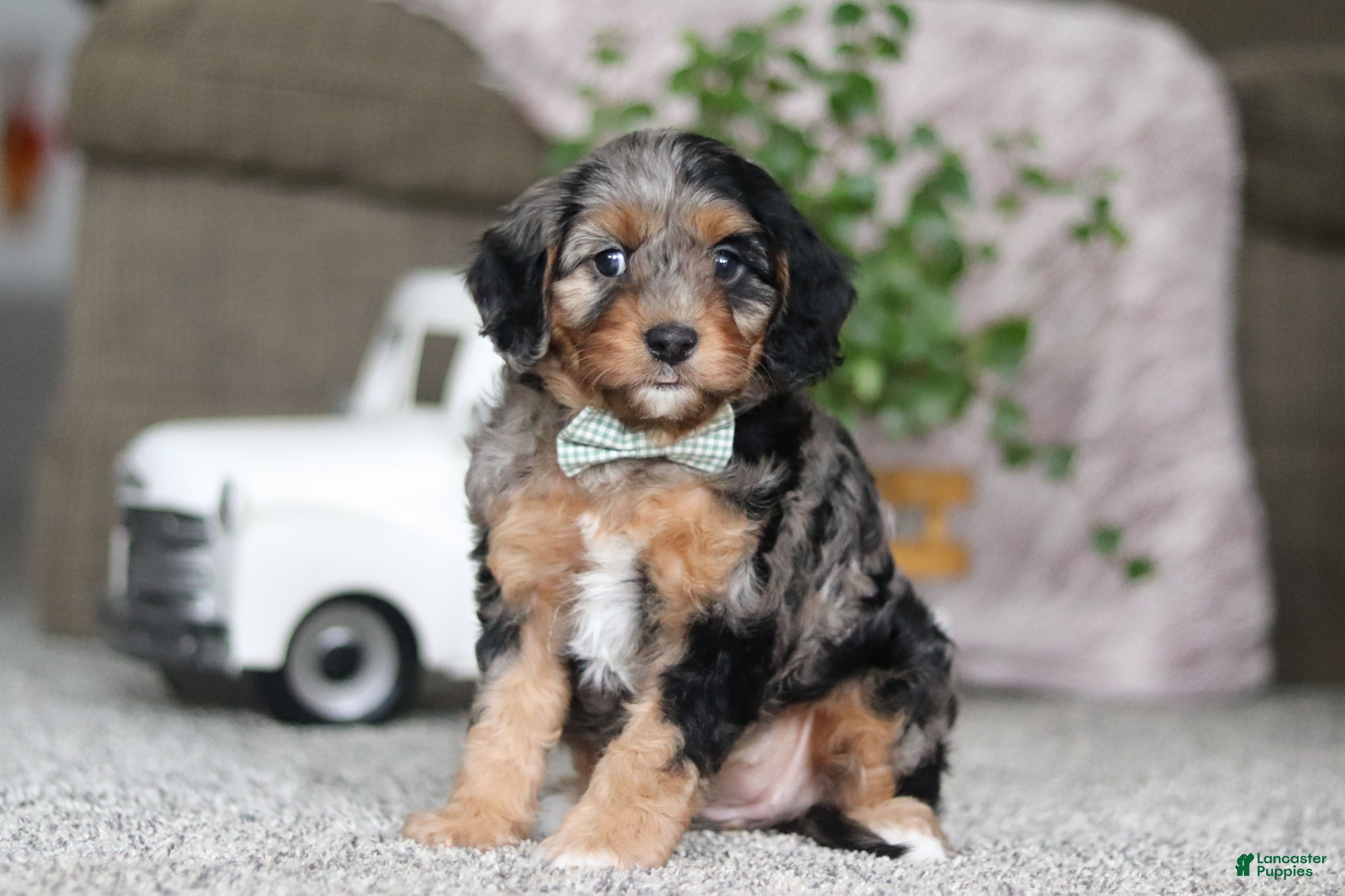 Cavapoo dogs Kayla - Ad 2