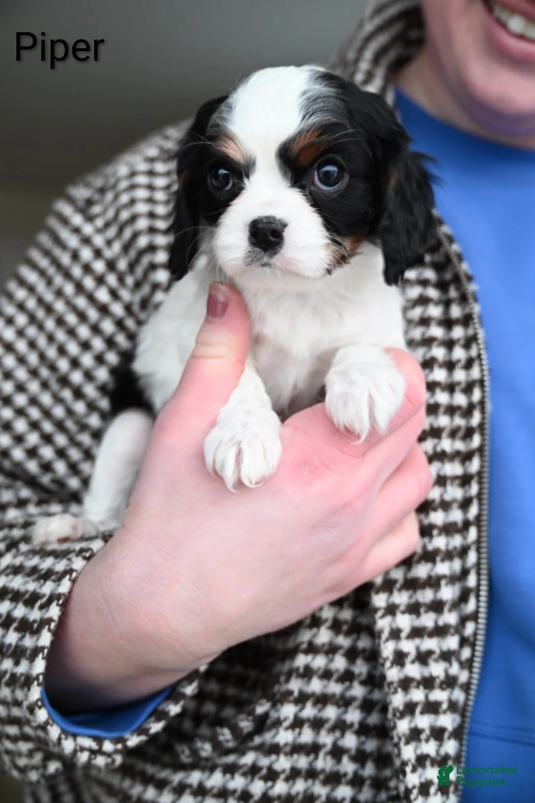 Cavalier King Charles Spaniel dogs for sale: Piper - Ad 3