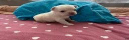 French Bulldog dogs for sale: Fluffy French Bulldog 2 - Ad 1