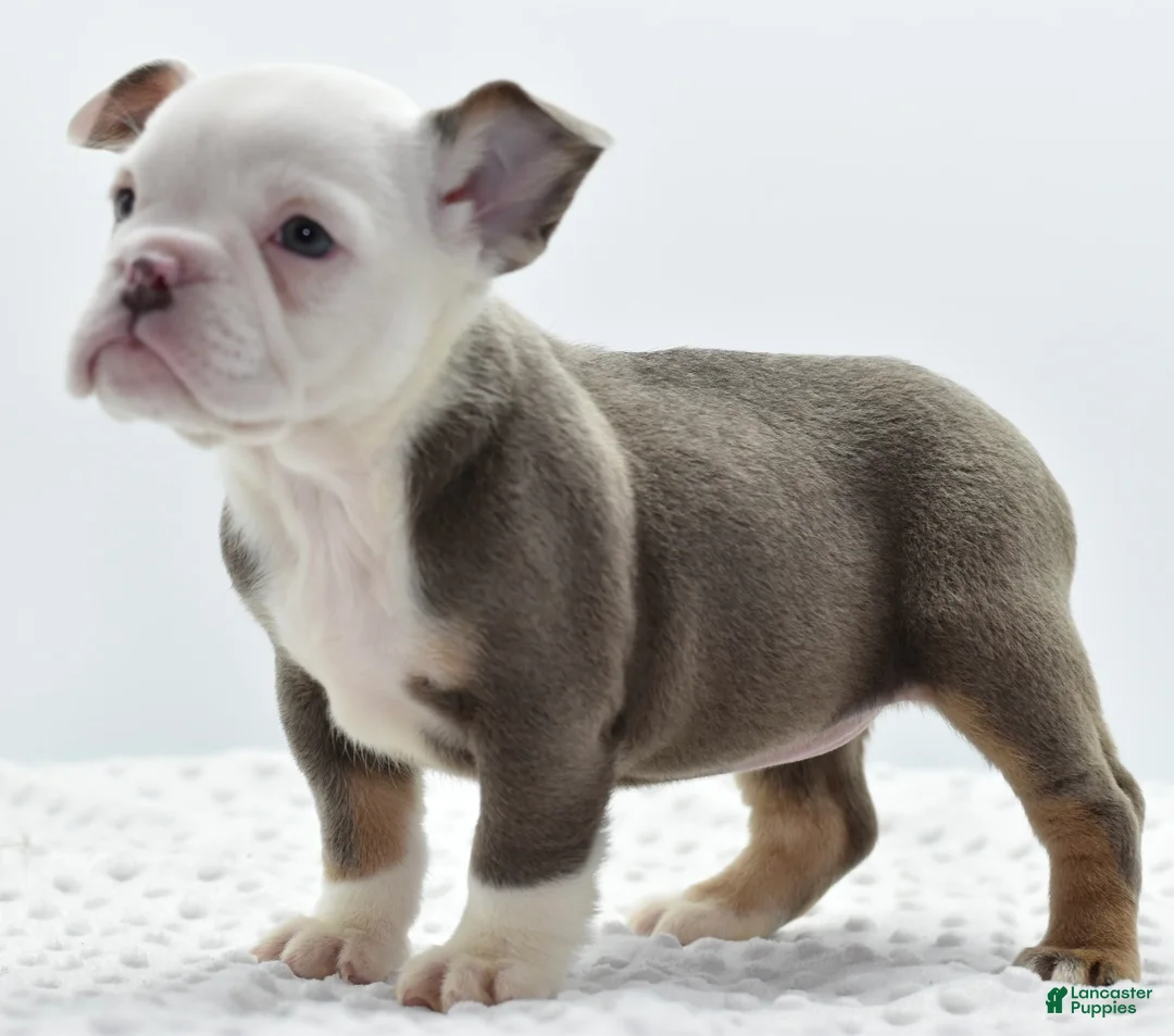 Mixed Breed dogs for sale: Lily tricolor hybrid  - Ad 11