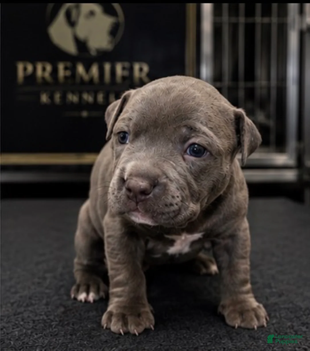 American Bully dogs for sale: Max - Ad 1