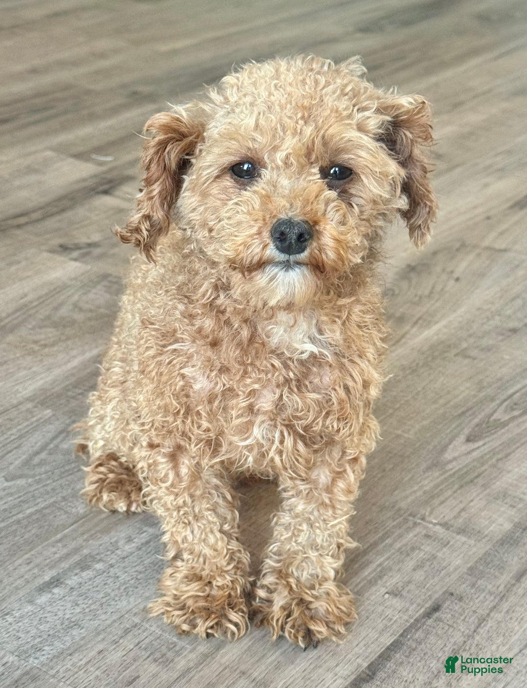 Toy Poodle dogs for sale: Jolly - Ad 11