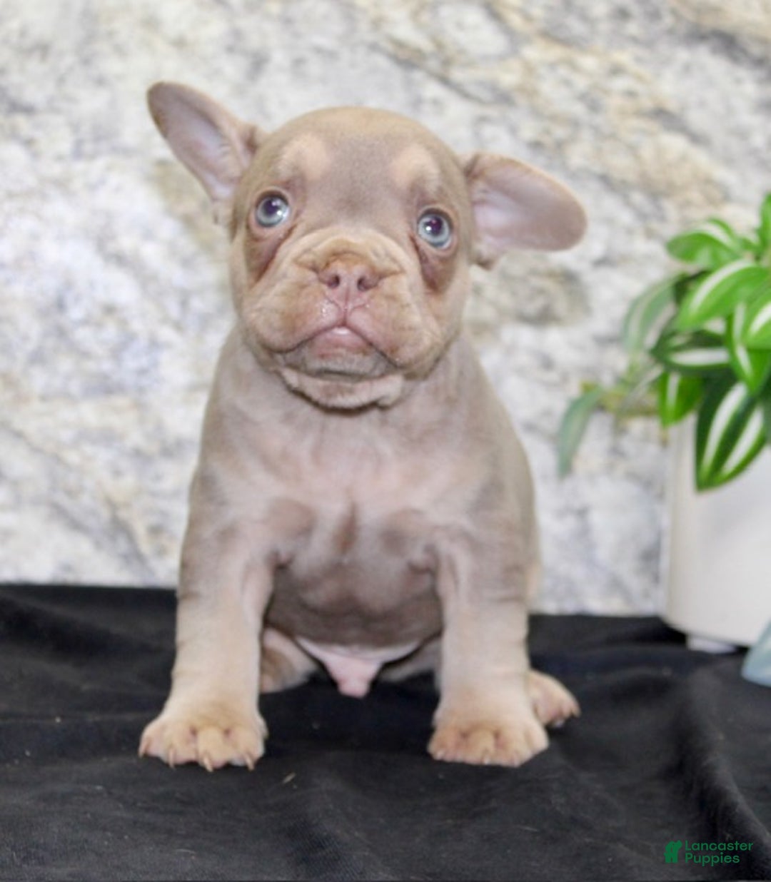French Bulldog dogs for sale: Copper - Ad 3