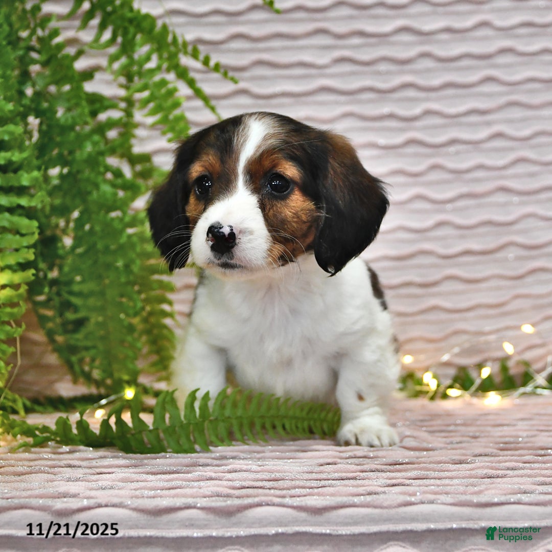 Miniature Dachshund dogs for sale: Tina - Ad 4