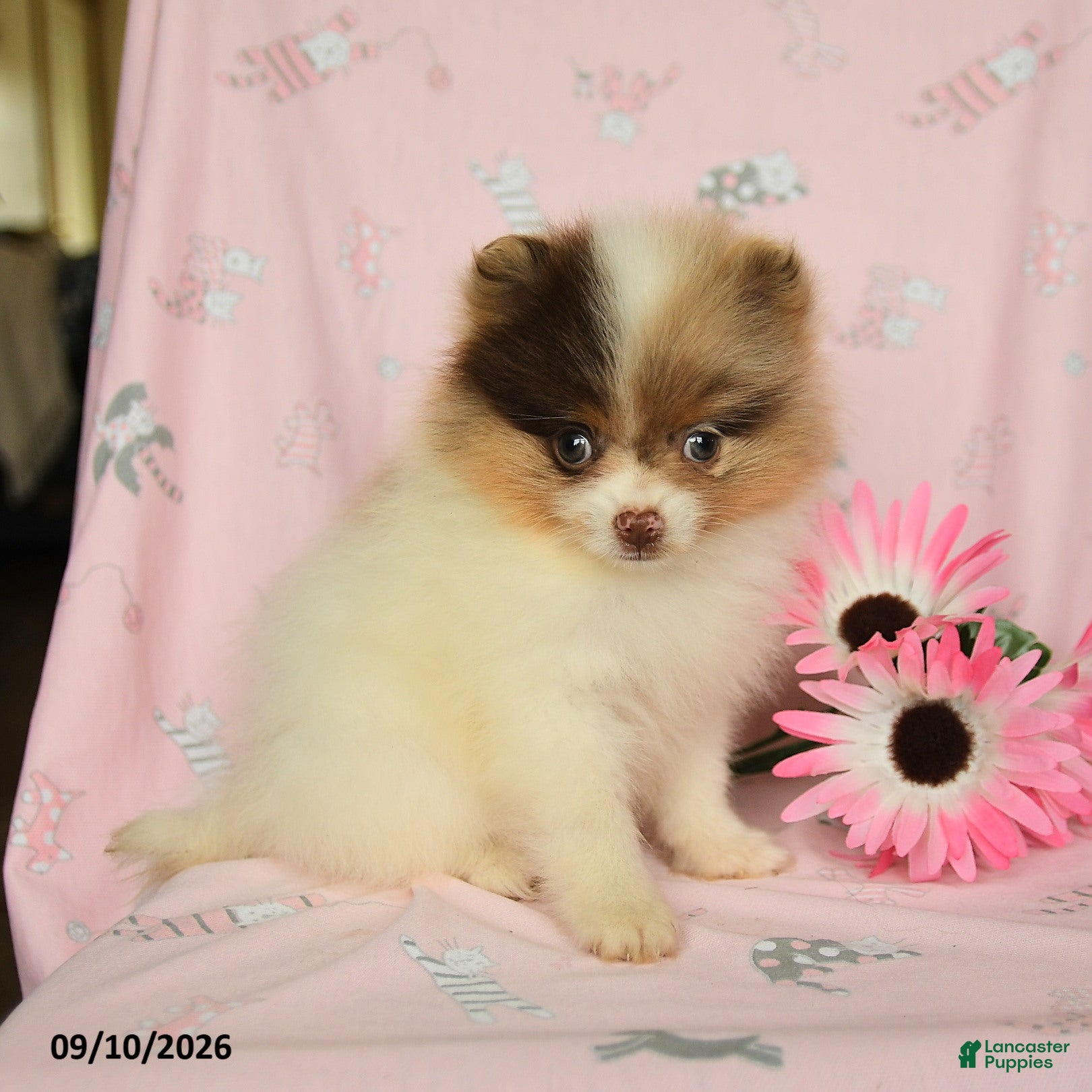Pomeranian dogs Hazel - Ad 1