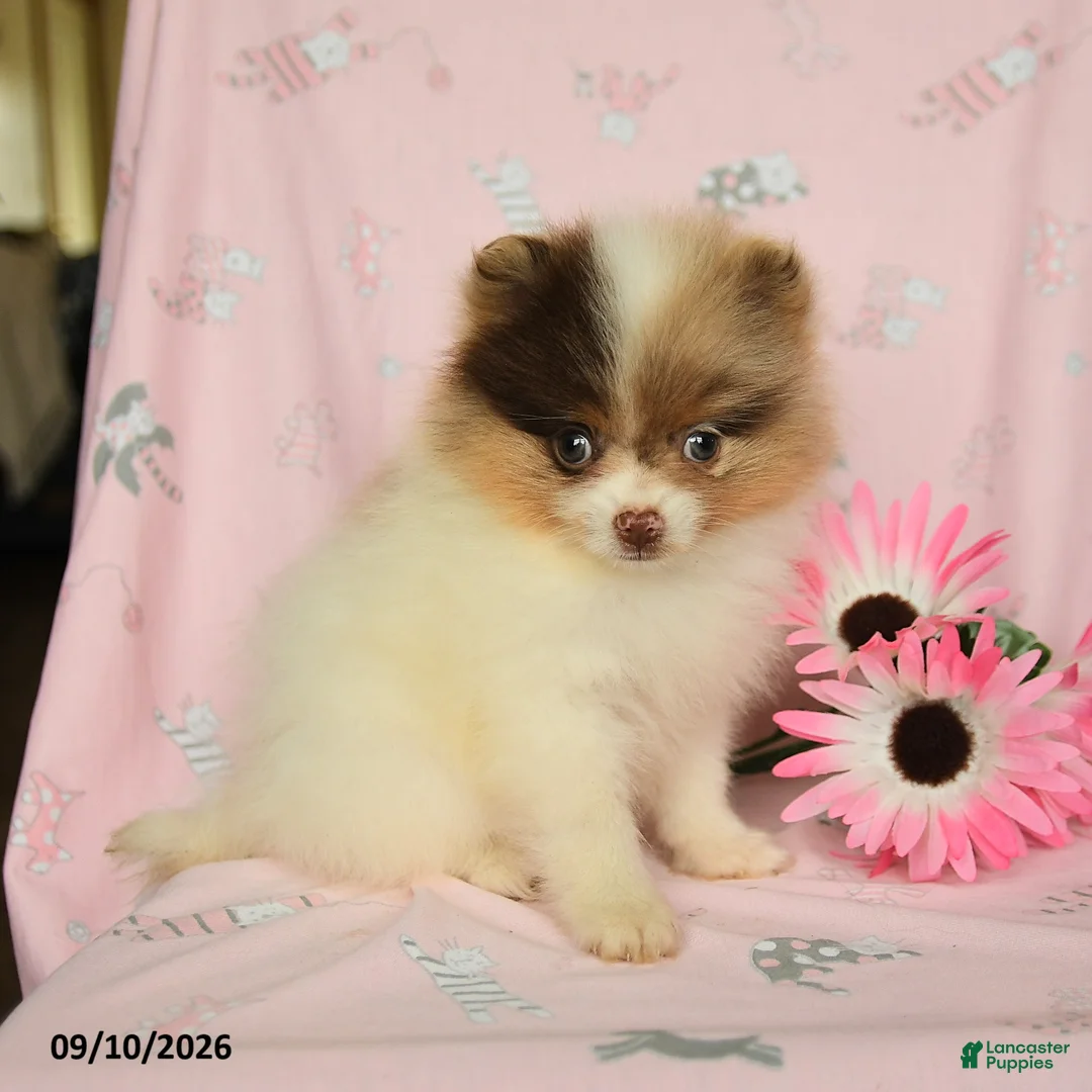 Pomeranian dogs for sale: Hazel - Ad 1