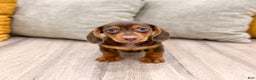 Miniature Dachshund dogs for sale: Oliver - Ad 2