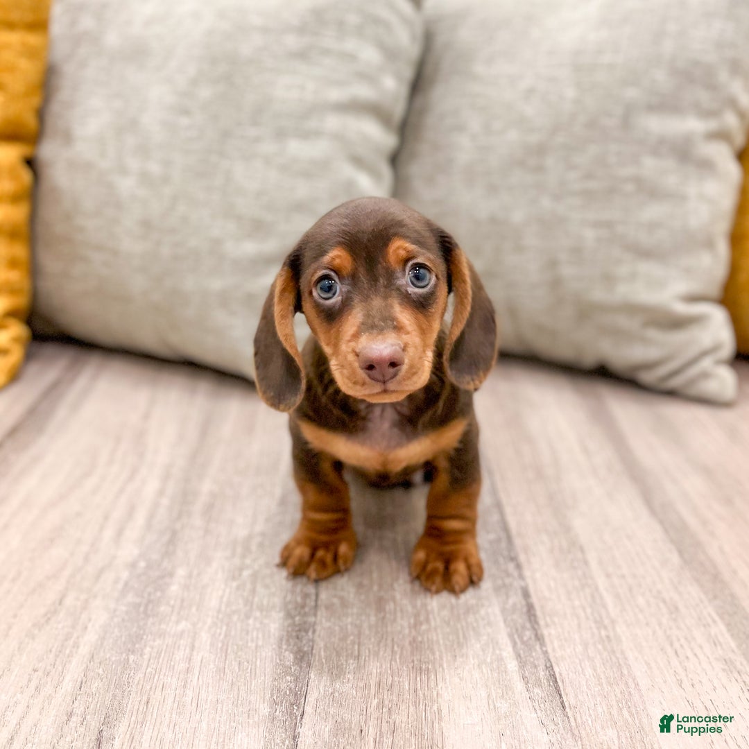 Miniature Dachshund dogs for sale: Oliver - Ad 2
