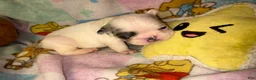 French Bulldog dogs for sale:  GHOST pied Merle! - Ad 6