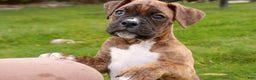 Boxer dogs for sale: Tucker - Ad 9