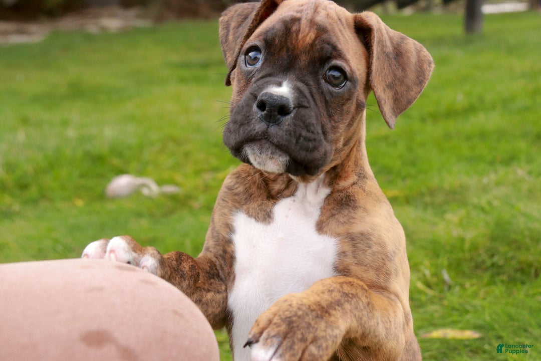 Boxer dogs for sale: Tucker - Ad 9