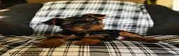 Yorkshire Terrier dogs for sale: Tucker - Ad 3