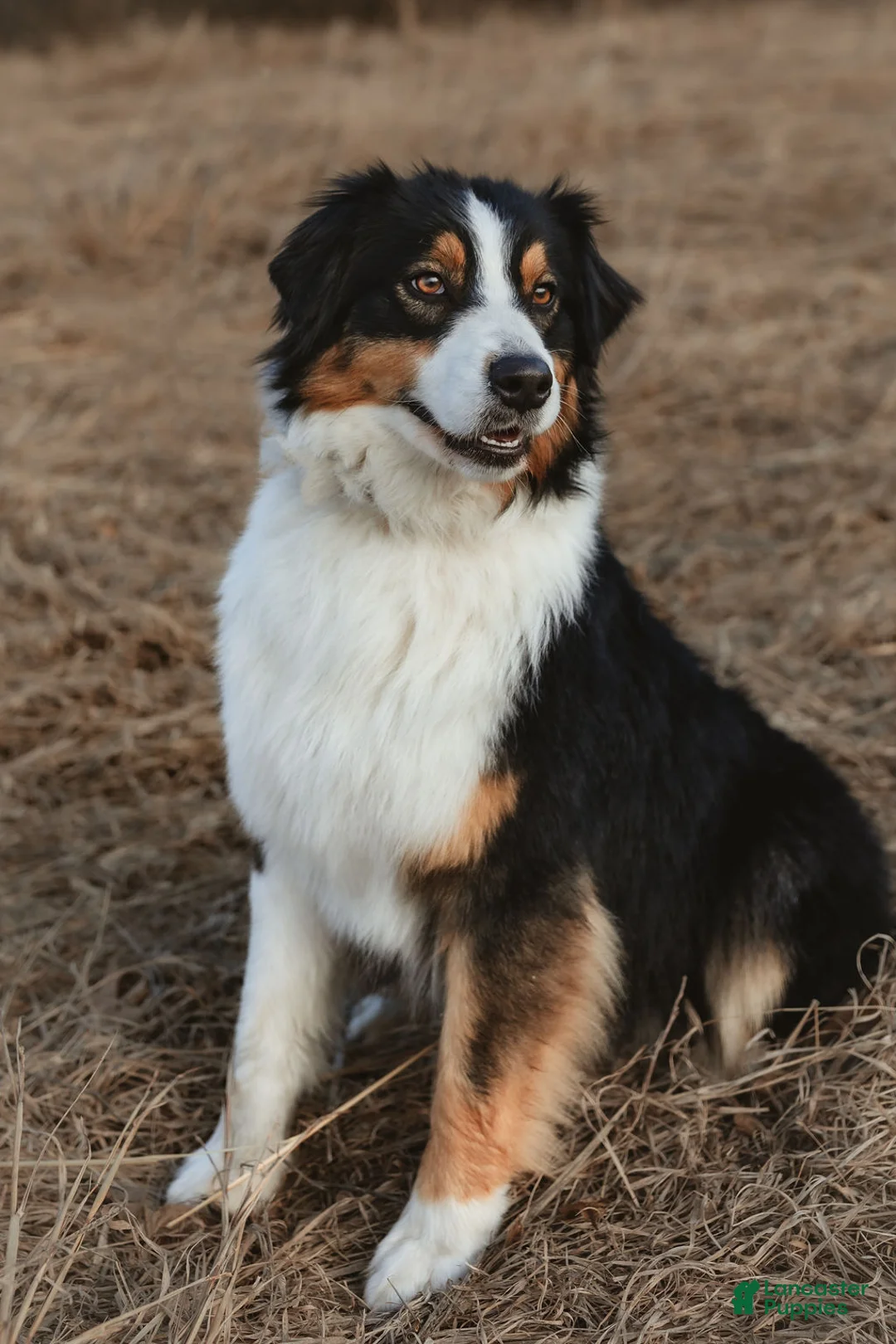 Australian Shepherd dogs for sale: Australian Shepherd Puppy 6 Tri-color puppies. - Ad 2