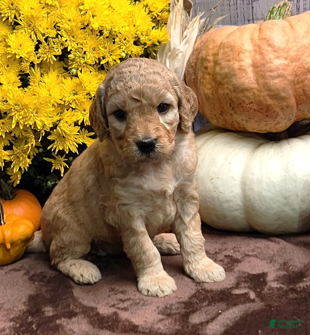 Goldendoodle dogs for sale: Mabel - Ad 1