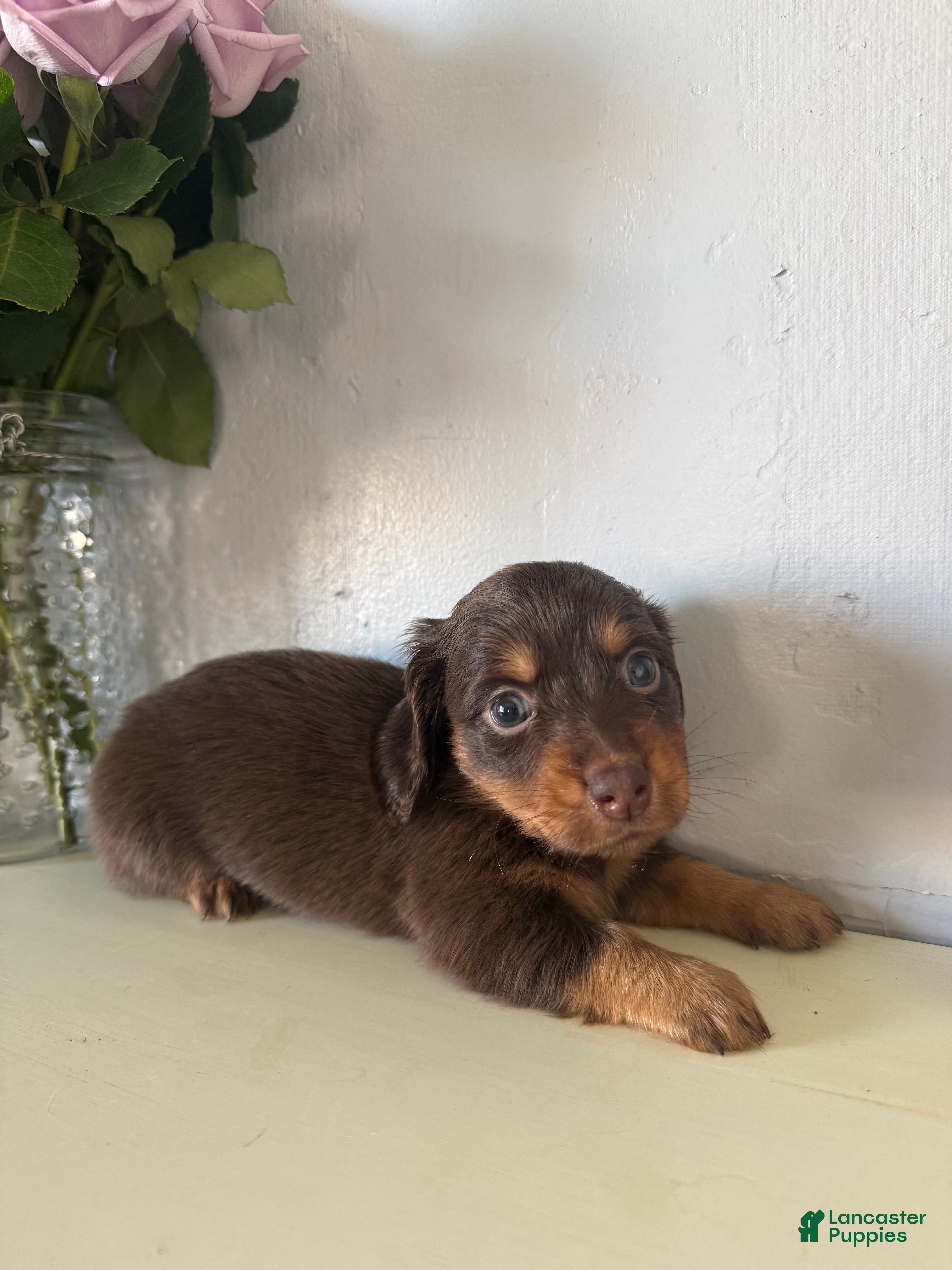 Miniature Dachshund dogs Milo - Ad 2
