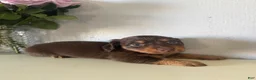 Miniature Dachshund dogs for sale: Milo - Ad 2