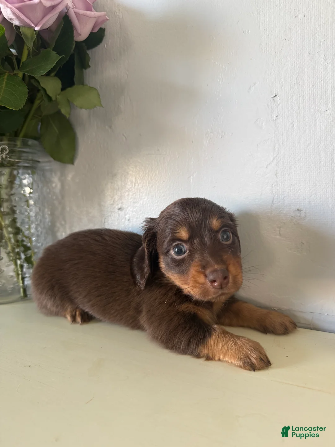 Miniature Dachshund dogs for sale: Milo - Ad 2