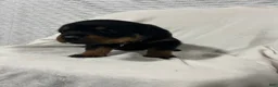 Rottweiler dogs for sale: buster - Ad 7