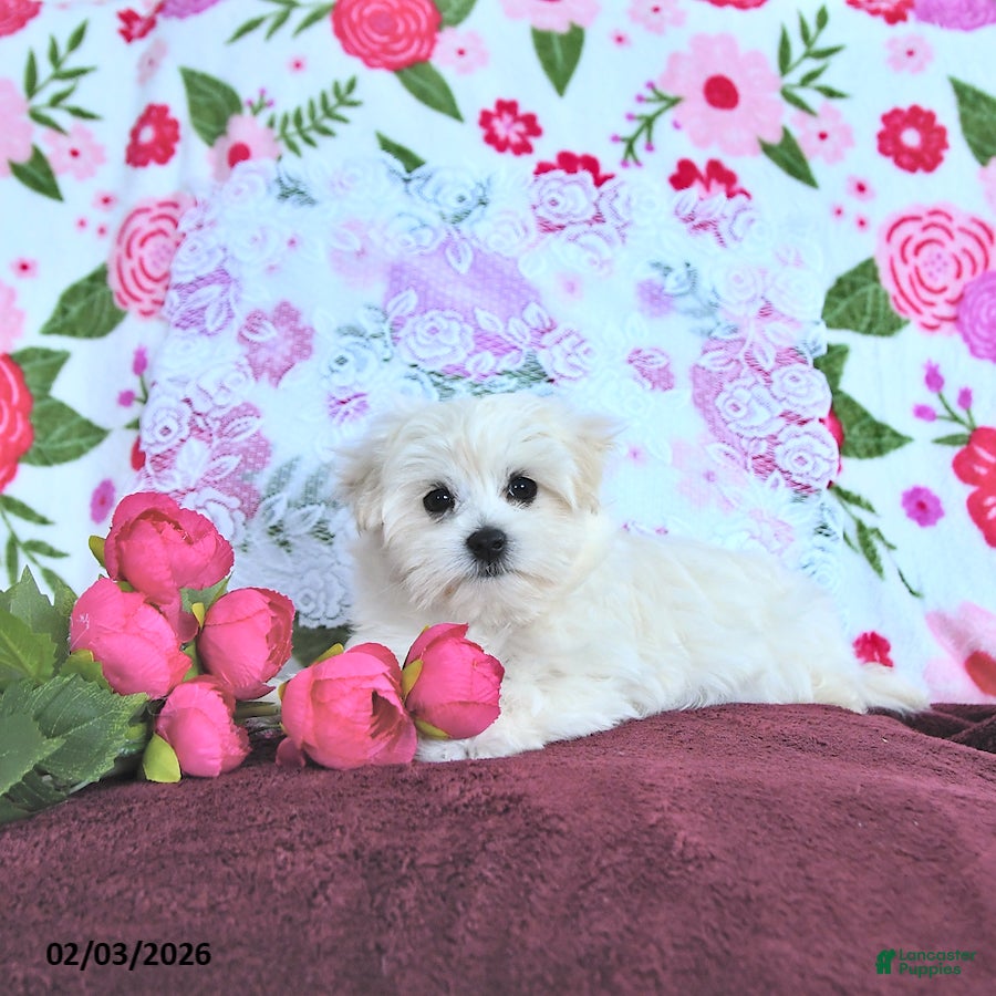 Maltese dogs Finn EXTRA SMALL - Ad 2