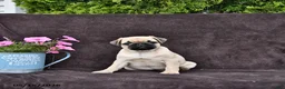 Pug dogs for sale: Betsy - Ad 4