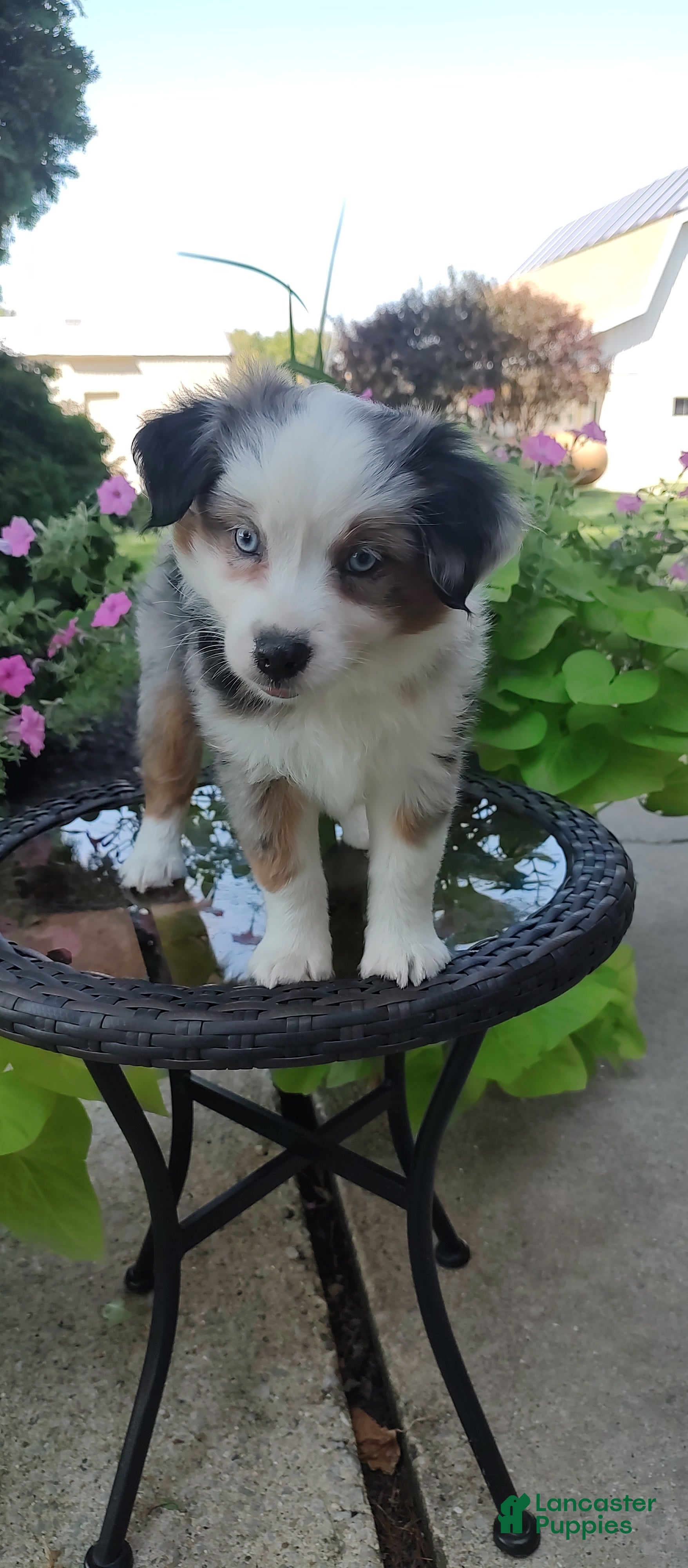 Miniature Australian Shepherd dogs Becky - Ad 2