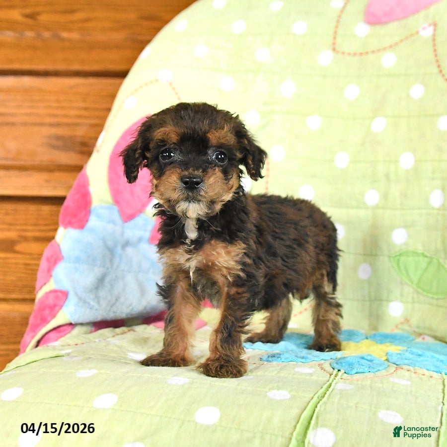 Mini Goldendoodle dogs Krystal - Ad 2