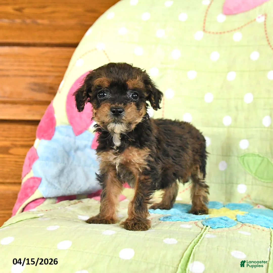 Mini Goldendoodle dogs for sale: Krystal - Ad 2