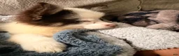 Pomsky dogs for sale: Pomsky 1 - Ad 2