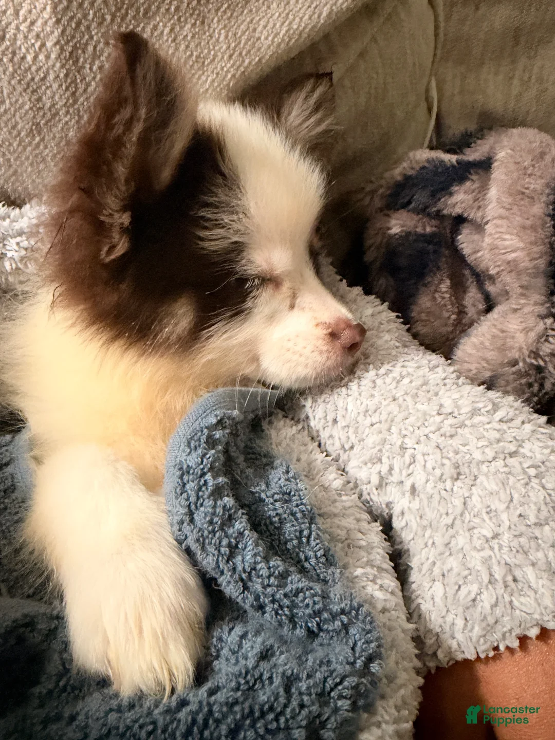 Pomsky dogs for sale: Pomsky 1 - Ad 2