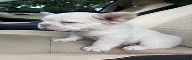 French Bulldog 7