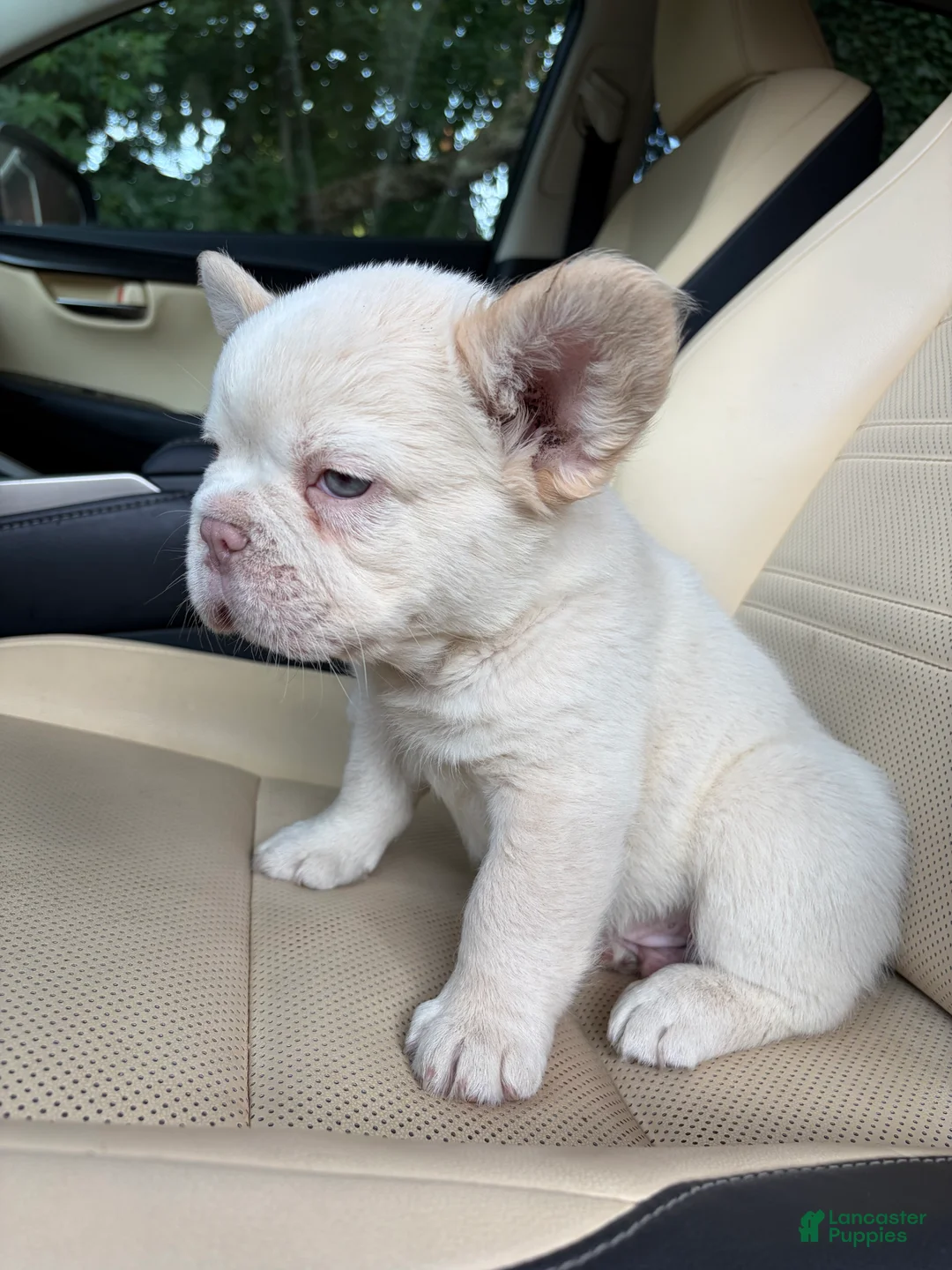 French Bulldog dogs for sale: French Bulldog 7 - Ad 1