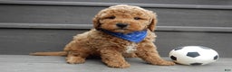 Mini Goldendoodle dogs for sale: Oliver - Ad 6