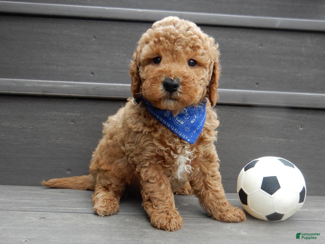 Mini Goldendoodle dogs for sale: Oliver - Ad 6