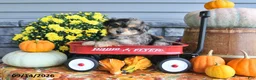 Yorkiepoo dogs for sale: Amber - Ad 4