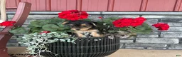 Yorkiepoo dogs for sale: Buttercup - Ad 4