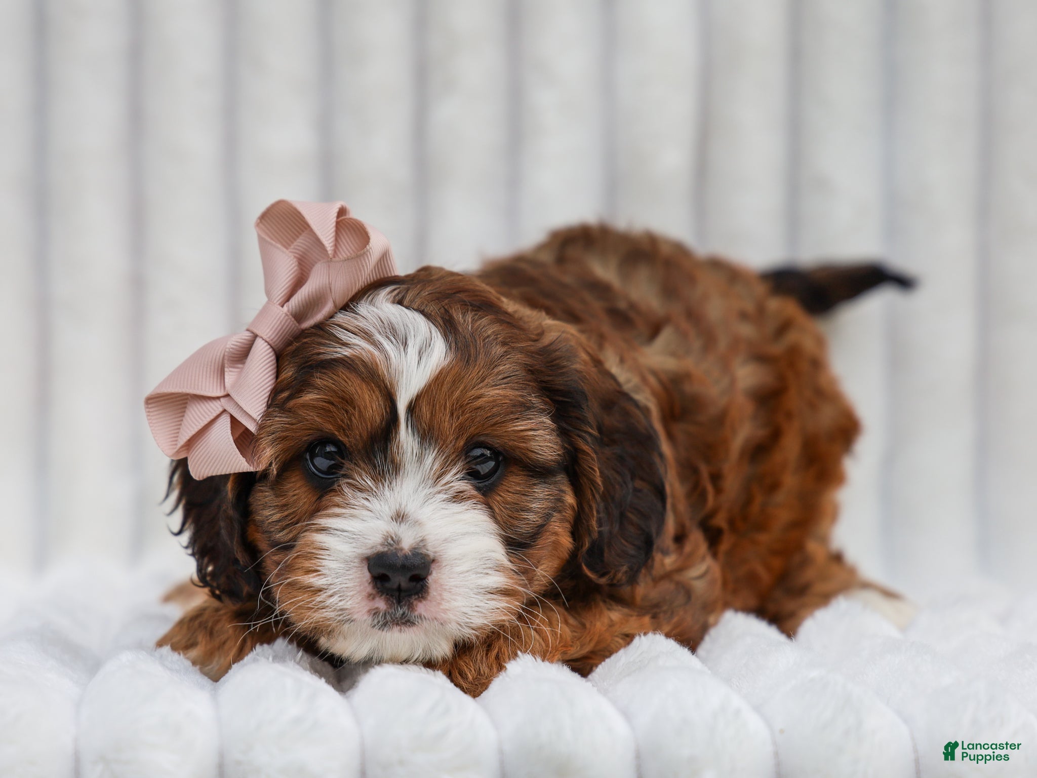 Cavapoo dogs Ona Cavapoo Pup - Ad 2