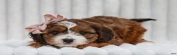 Cavapoo dogs for sale: Ona Cavapoo Pup - Ad 2