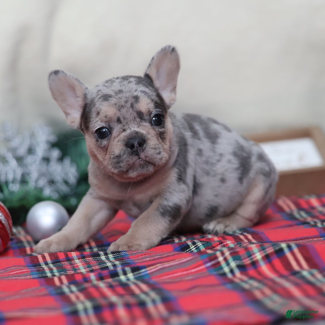 French Bulldog dogs for sale: Amanda - Ad 7
