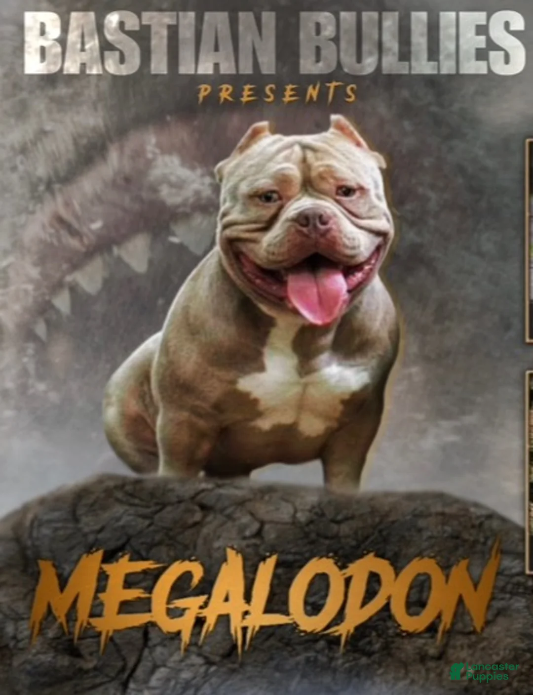 American Bully dogs for stud: Bastian’s Megalodon (Phoking Colossal Son) - Ad 1