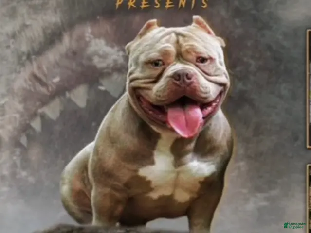 American Bully dogs for stud: Bastian’s Megalodon (Phoking Colossal Son) - Ad 1