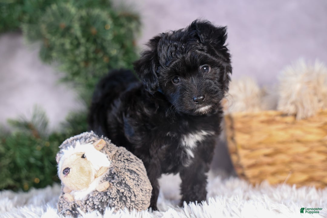 Mini Aussiedoodle dogs for sale: Kit Kat - Ad 22