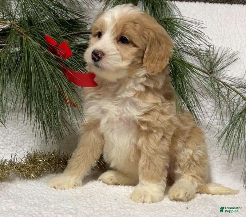 Mini Bernedoodle dogs Belle - Ad 9