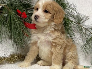 Mini Bernedoodle dogs Belle - Ad 13