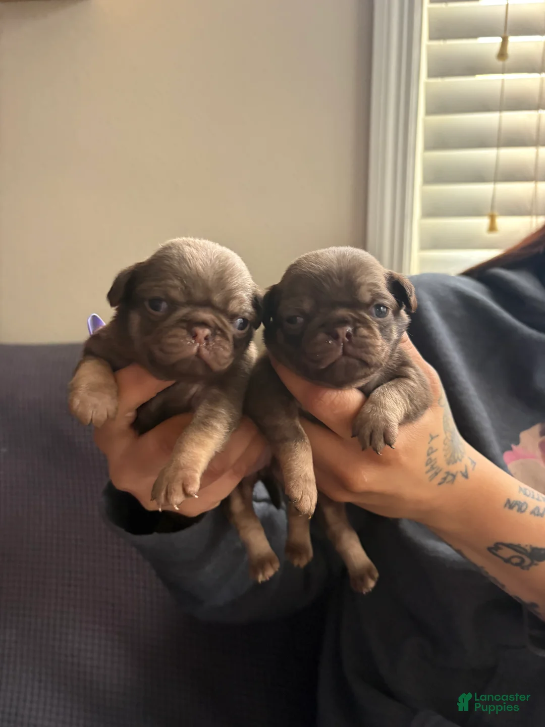 Pug dogs for sale: Hershey  - Ad 2